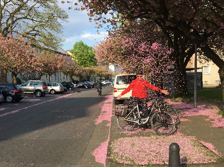 Mandelblüte in Bielefeld - man muss dazu nicht nach Malle fliegen!!